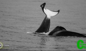 Orcas spotted at Joubert's Dam