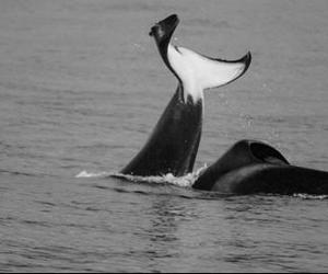 Orcas spotted at Joubert's Dam