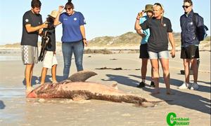 Deceased Great White Shark found