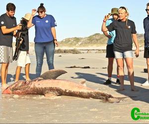 Deceased Great White Shark found