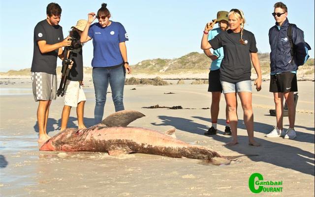 The team involved with the deceased great white shark (Carcharodon carcharias) found by Anton Barnard at Pearly Beach. Third from left is Kelly Baker, Marine Dynamics biologist and second from right Alison Towner, PhD Candidate, Dyer Island Conservation Trust.