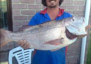 Rooisteenbras en geelstert rekords spat in die Suidlig kompetisie