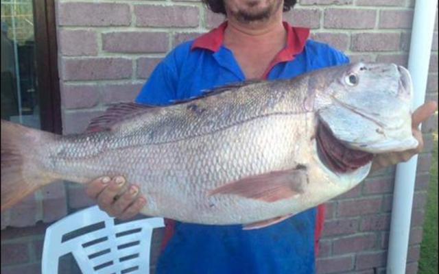 Piet Wessels het goeie rede om so breed te glimlag. Sy yslike rooisteenbras van 14kg is ‘n nuwe rooisteenbras-rekord. 