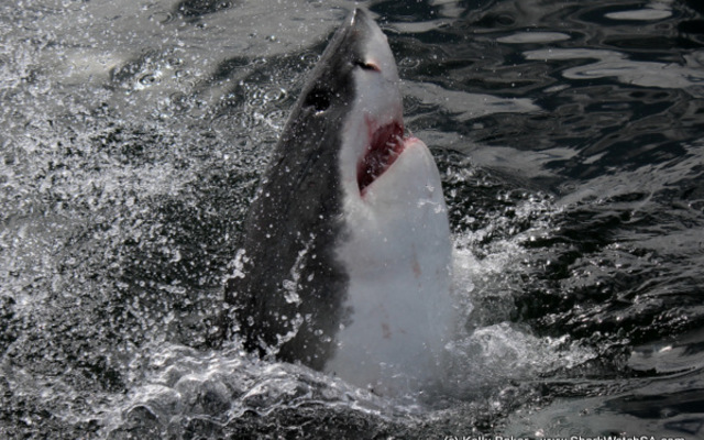 20170304_SF_Trip1_KBaker_IMG_21