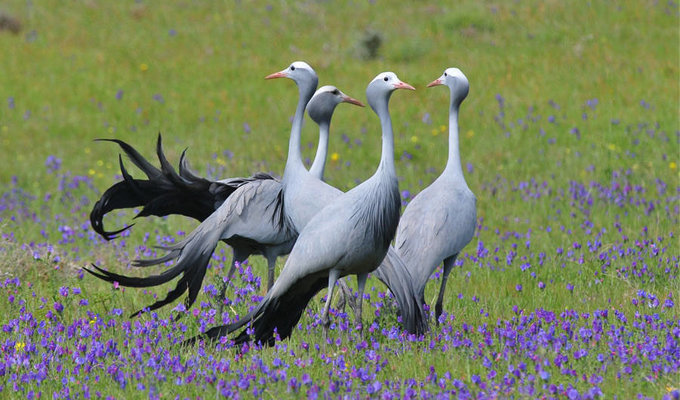 Blue_crane_SA