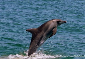 Marine Big 5 - Bottlenose Dolphins