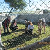 BARC Animal Welfare - Play area for dogs