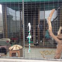 The Cattery