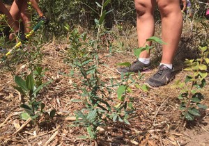 Mind, Body, Soul and Conservation at Platbos