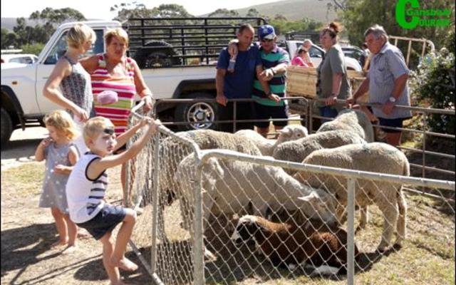 Japie en Jurie Swart wonder wie se skape is nou wie s’n na die veiling by Baardskeerdersbos se NG Kerkbasaar. Volgens Cornie Swart wat as afslaer opgetree het, was die skape en varke van ‘n hoë gehalte en was hy baie tevrede met die pryse wat behaal is.