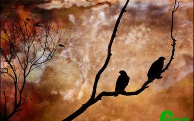 Die “Buzzards” van Riaan Jacobs was een van die wenfoto’s in die ope-kategorie.