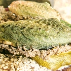 Last dance of the Perlemoen Last dance of the Perlemoen