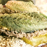 Last dance of the Perlemoen 