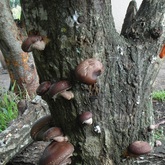 Shiitake Mushroom Log