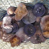 Wood Blewit Mushrooms