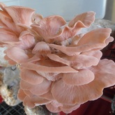 Pink Oyster Mushrooms