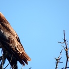 Bird of prey Bird of prey