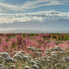 Cape Floral Kingdom - Grootbos Private Nature Reserve Cape Floral Kingdom - Grootbos Private Nature Reserve