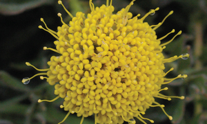 Peculiar Pollinators