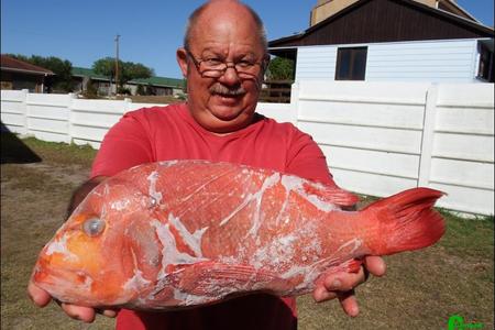 Hierdie mooi rooi roman wat die skaal op 2.5kg getrek het, is verlede Vrydag vanaf die boot ‘Geelstert’ voor die Dangerpoint vuurtoring ingekatrol.  Die trotse hengelaar, Thys Fourie van Franskraal het sardyn as aas gebruik.  Sy bootmaat was Frans de Wet.