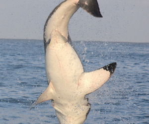Thrilling Shark Cage Diving For Easter