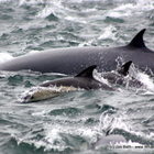 Marine Big 5 Tours - Bait Ball Marine Big 5 Tours - Bait Ball