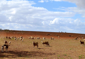 Country Stays in Napier