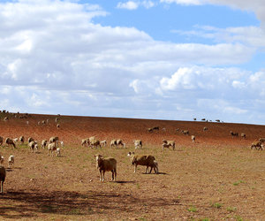 Country Stays in Napier