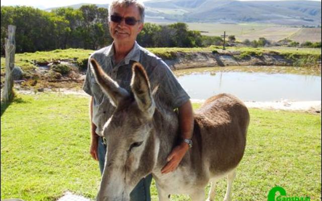 Dora, die eens gedoemde donkie van Baardskeerdersbos, staan rustig by haar eienaar, Wynand Hamman, nadat sy as ‘toneelspeler’ by Hermanus se passiespele opgetree het.