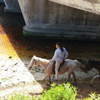 Under the bring horse ride 