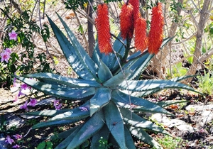 Barryale In Bloom 2017
