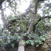 The beautiful Melkboom.....providing a forest like atmosphere protecting you from the elements....our Braai area is situated underneath these ancient trees.....beautiful...all it needs are a few faeries.......