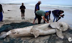 Fifth white shark washed up on beach since 2012