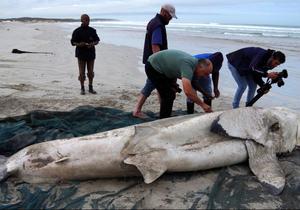 Fifth white shark washed up on beach since 2012