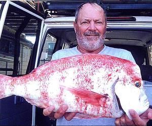 Mooi rooistomp uitgetrek