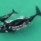 De Hoop Whales De Hoop Whales