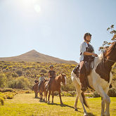 African Horse Company