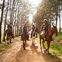 African Horse Company