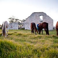 African Horse Company