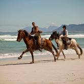 African Horse Company Part 1