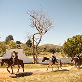 African Horse Company Part 2