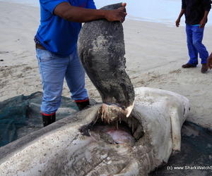 Great White Sharks hunted by Orcas in Gansbaai