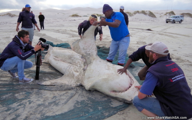 20170503_DeadShark_Trip1_TKaschke_IMG_22_001