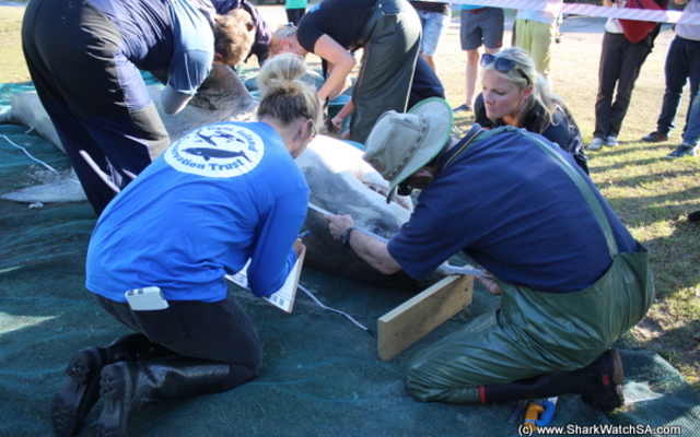 20170504_shark_post_mortem_SHoerbst_IMG_028_001