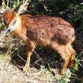 Small buck next to first fairway 