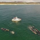 Ivanhoe 13Mts - Southern Rigth 20mts