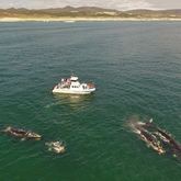 Ivanhoe 13Mts - Southern Rigth 20mts