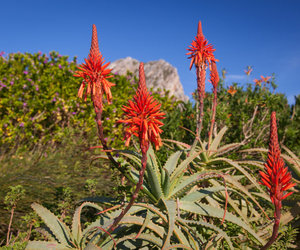 Upcoming Events in Pringle Bay & Rooi Els