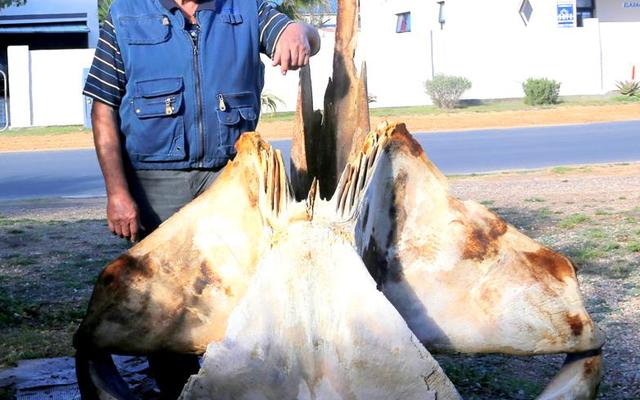 Piet Pretorius by sy nuutste walvisgeraamte.