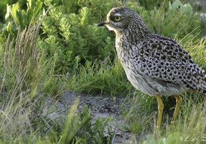 Upcoming Events & Specials in Bredasdorp